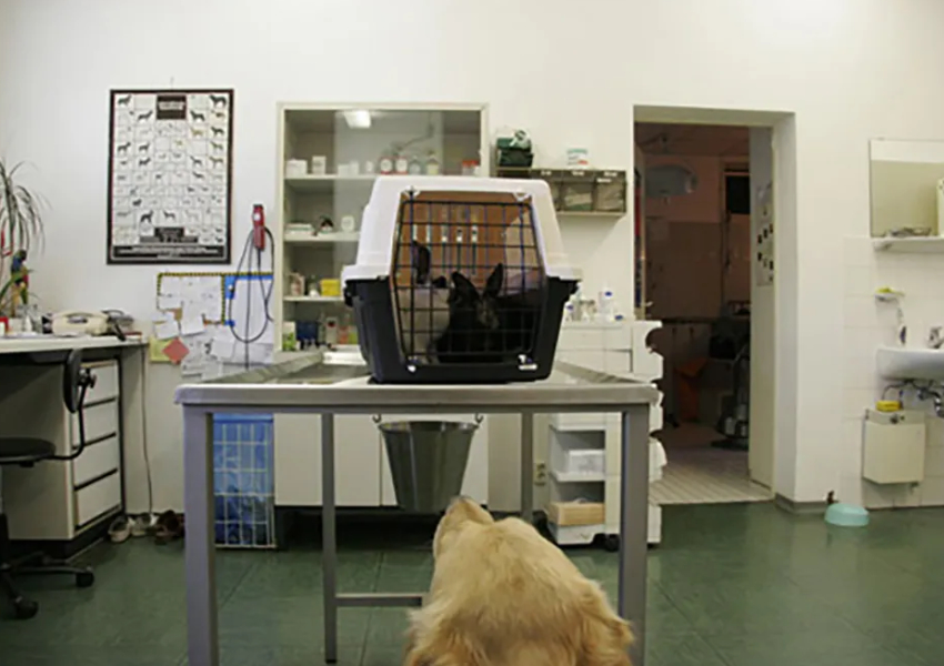 5_liz-und-kacc88fig1